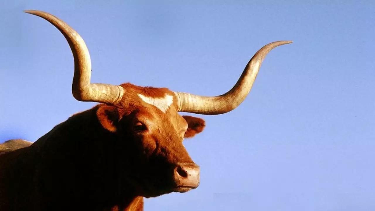 Wie symbolisiert das Longhorn Texas?